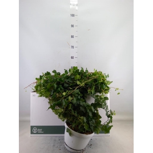 Hedera helix 'Wonder'