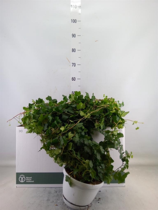 <h4>Hedera helix 'Wonder'</h4>