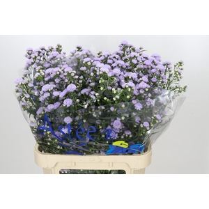 Aster Astee Milka