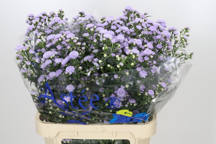 <h4>Aster Astee Milka</h4>