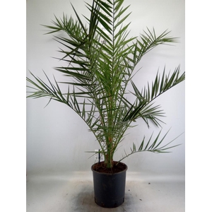 Phoenix canariensis