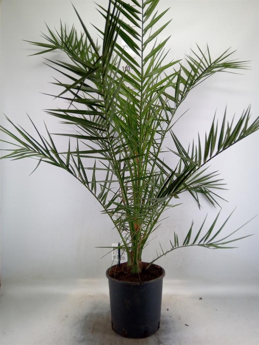 <h4>Phoenix canariensis</h4>