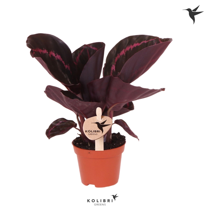 <h4>Kolibri Greens Calathea Dottie</h4>