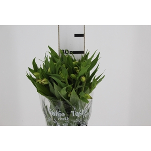 ALSTROEMERIA WHITNEY 080 CM