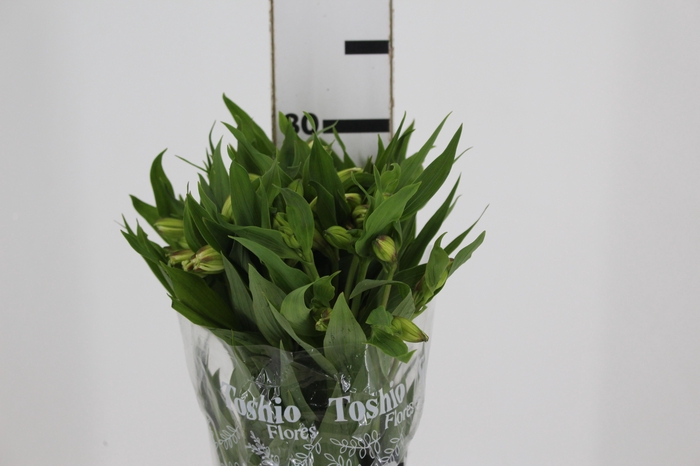 <h4>ALSTROEMERIA WHITNEY 080 CM</h4>