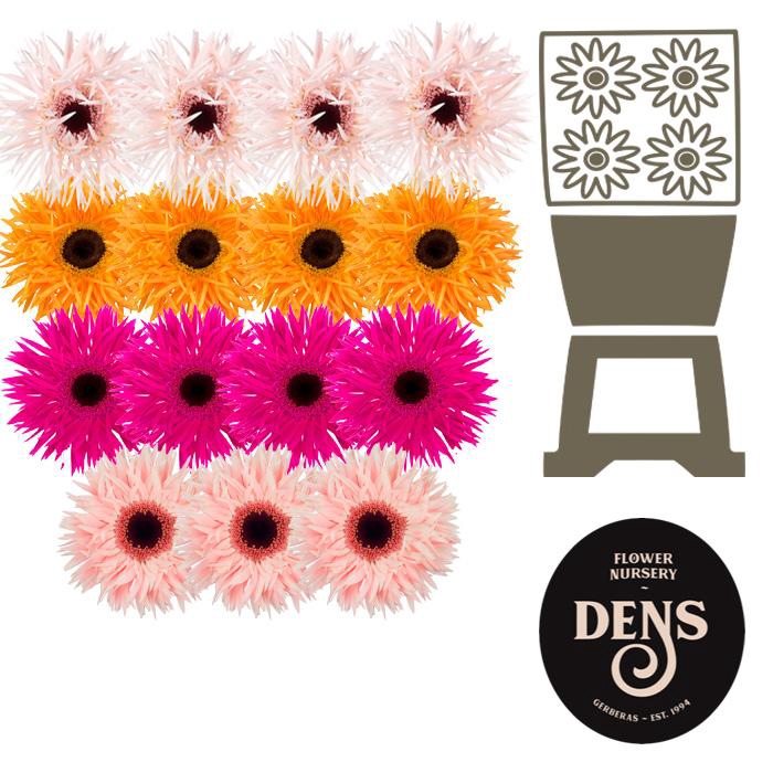 <h4>Gerbera Spider Mix Spider Diamond</h4>