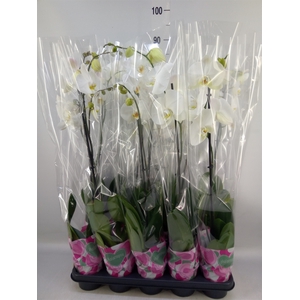 Phalaenopsis   ...white