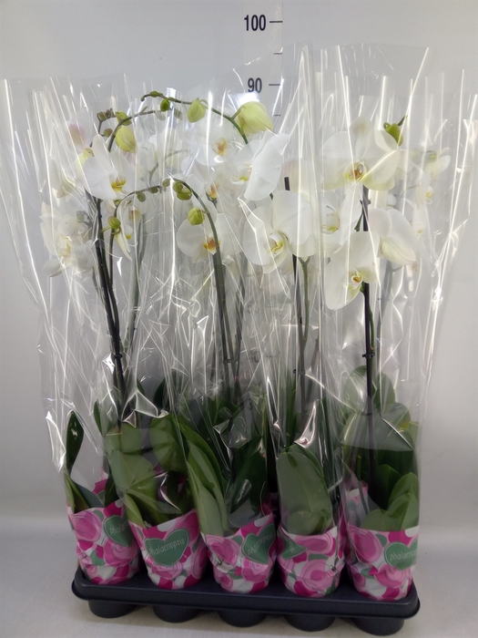 <h4>Phalaenopsis   ...white</h4>