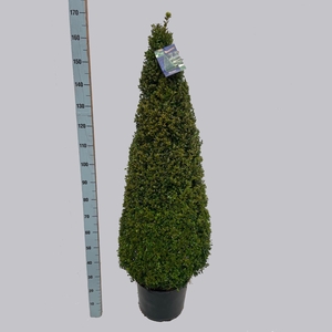 Buxus overig