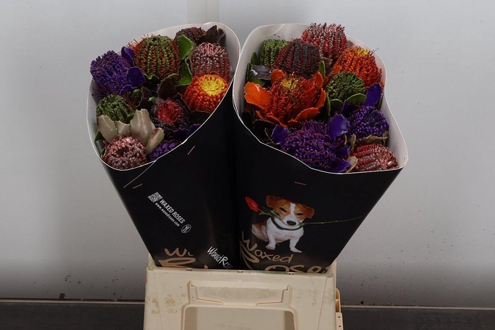 <h4>Banksia Speciosa</h4>