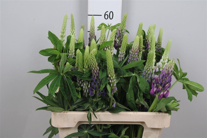 <h4>Lupinus</h4>
