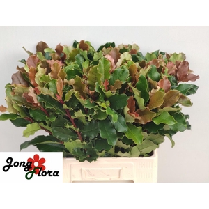 PHOT S CURLY FANTASY