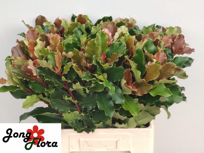 <h4>PHOT S CURLY FANTASY</h4>