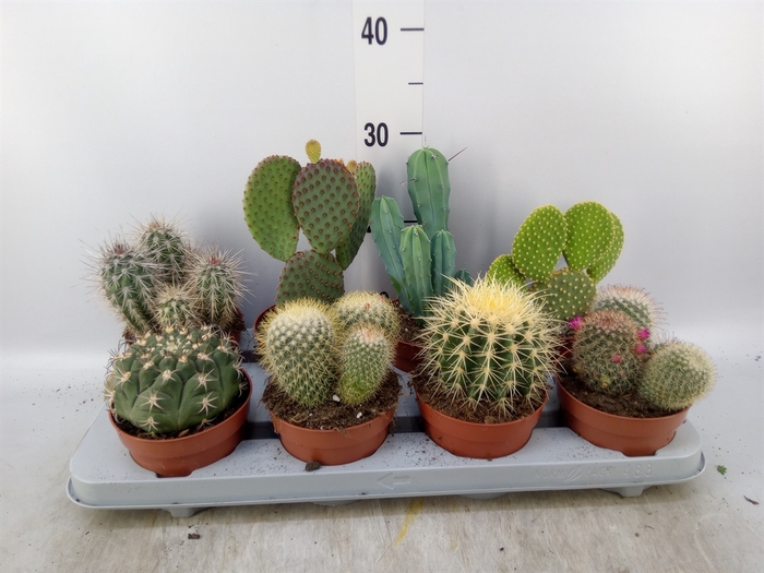 <h4>Cactus   ...mix</h4>