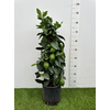 Citrus hystrix