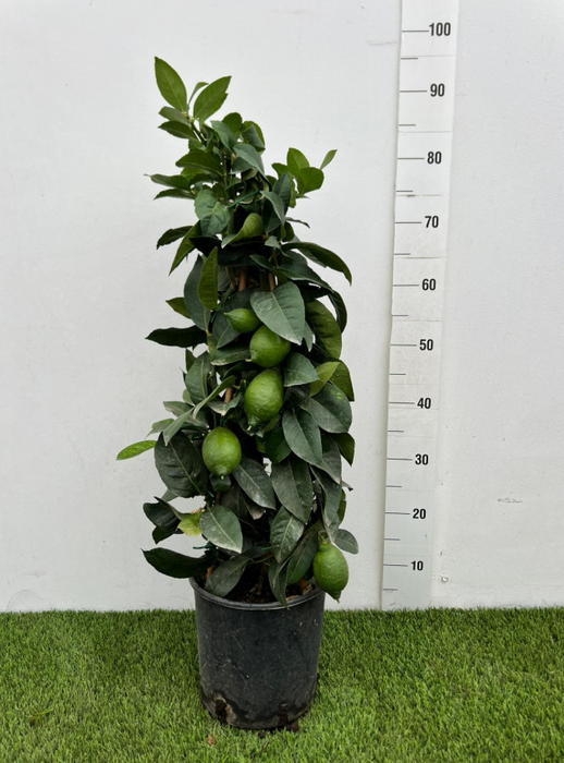 Citrus hystrix