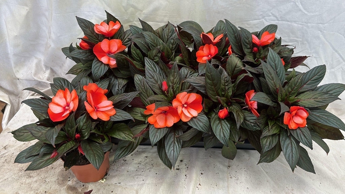 <h4>IMPAT NG OV</h4>