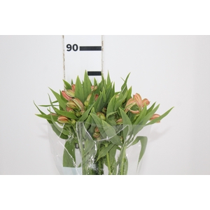 ALSTROEMERIA CANYON 080 CM