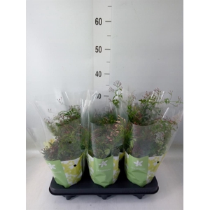 Jasminum polyanthum   ...rose