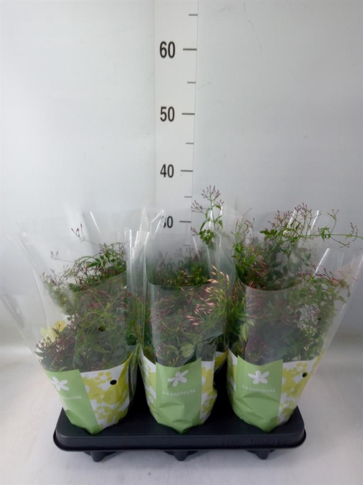 <h4>Jasminum polyanthum ...rose</h4>