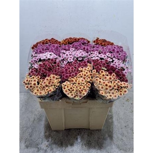 Chr S Mad Tyo Gem Ft