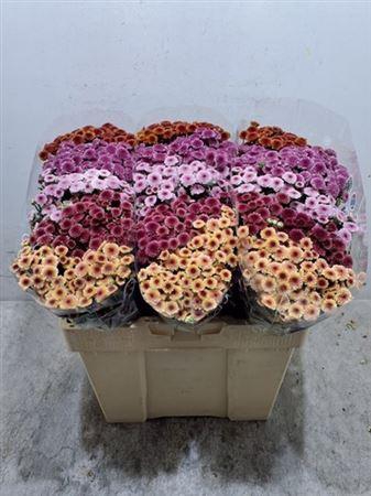 <h4>Chr S Mad Tyo Gem Ft</h4>