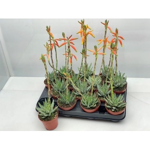 ALOE HUMILIS