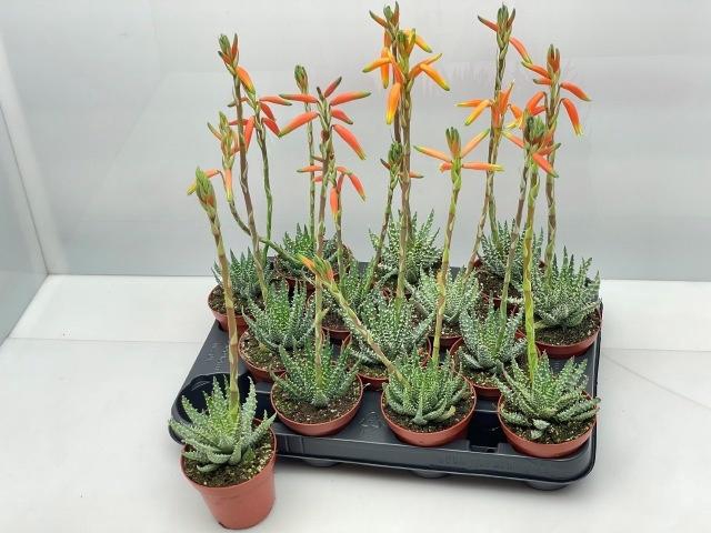 <h4>ALOE HUMILIS</h4>