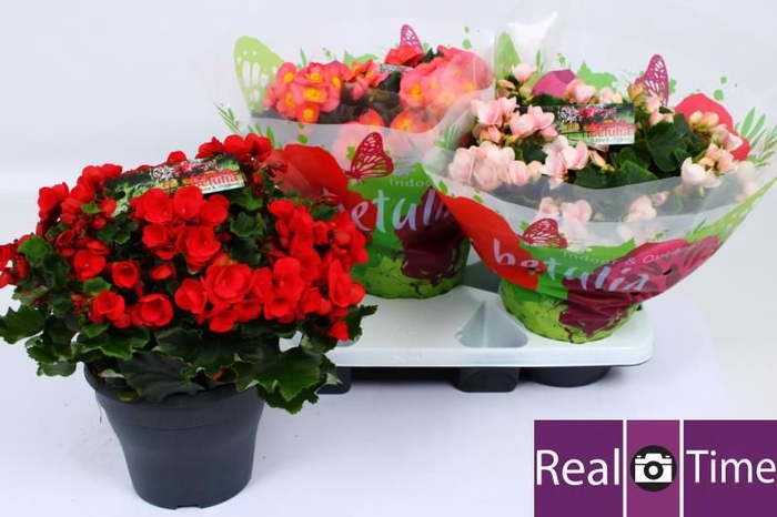 <h4>BEG EN BETULIA GEM</h4>