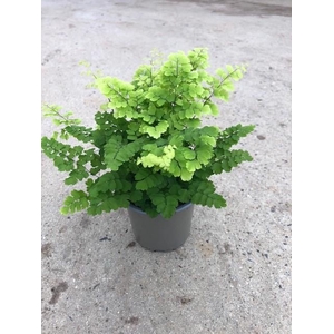 ADIANTUM RADDIANUM p11