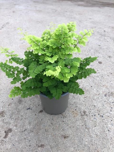 <h4>ADIANTUM RADDIANUM p11</h4>