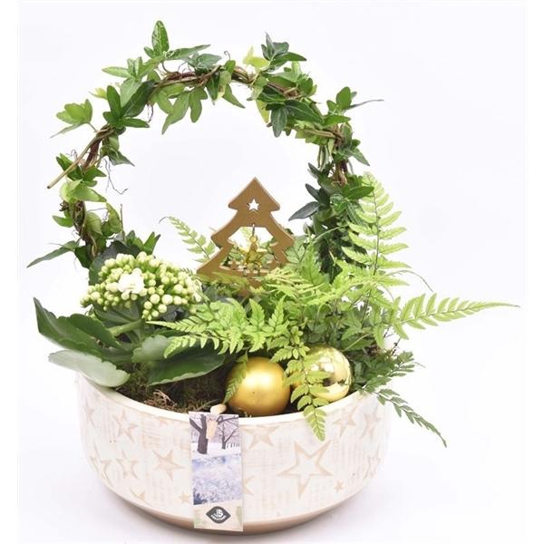 <h4>Cement schaal met ster 20.5cm</h4>