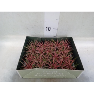 Tillandsia