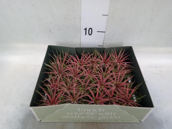 <h4>Tillandsia</h4>