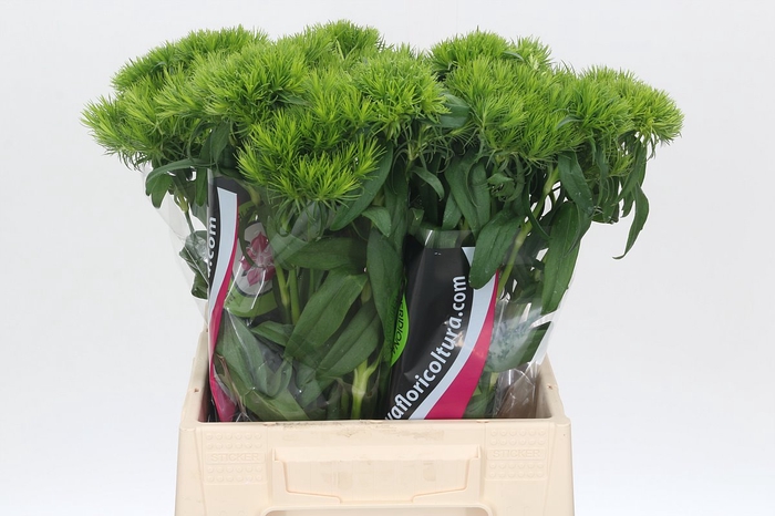 <h4>Dianthus Br Kiwi Cool</h4>