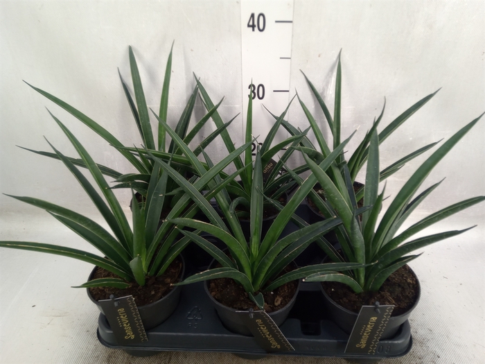 <h4>Sansevieria  'Sansiam Moto Green'</h4>