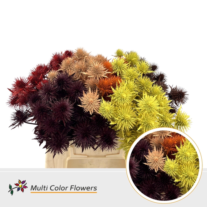 <h4>Eryngium Herfst Mix</h4>