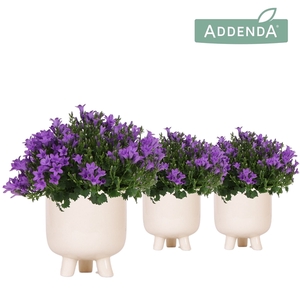 Campanula Addenda Ambella Intense purple in Gummy pot travertine