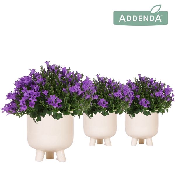 <h4>Campanula Addenda Ambella Intense purple in Gummy pot travertine</h4>