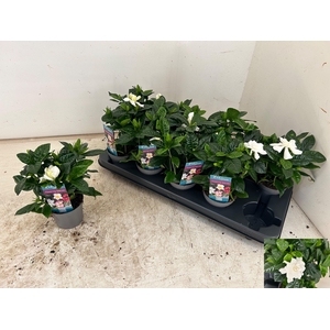 GARDENIA JASMINOIDES