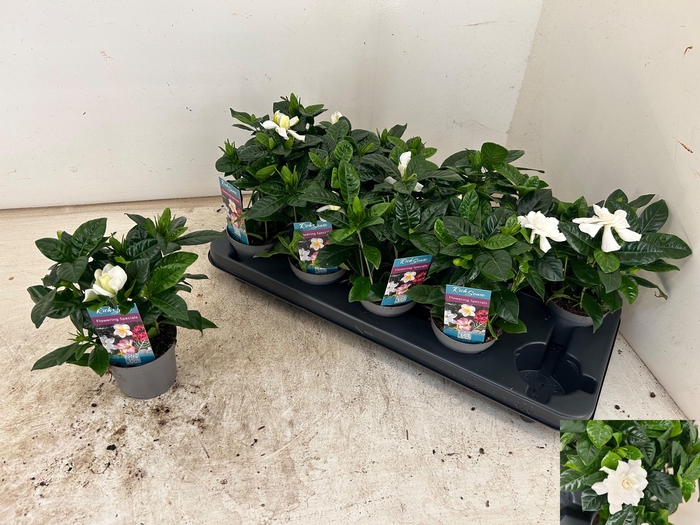<h4>GARDENIA JASMINOIDES</h4>