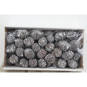 Platyspermum 10cm wr  WW