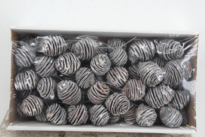 <h4>Platyspermum 10cm wr  WW</h4>