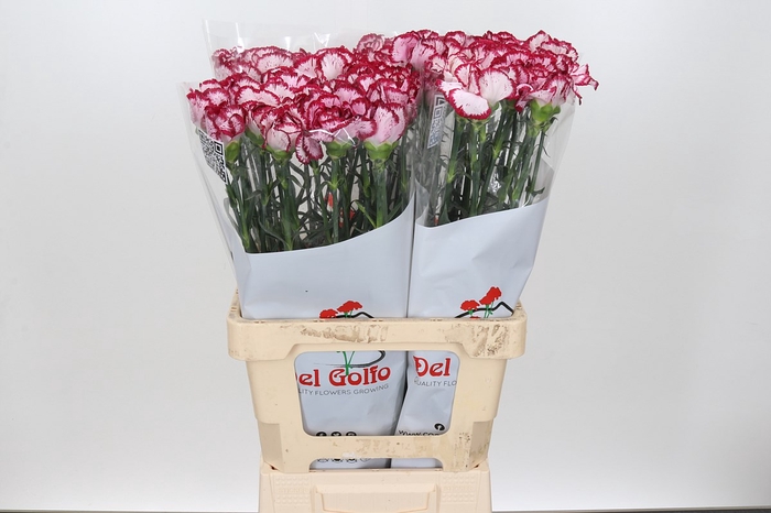 Di St Baccarat