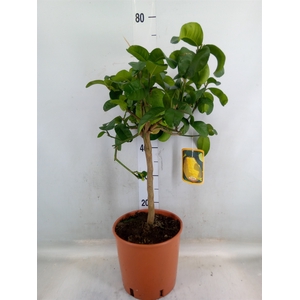 Citrus paradisi