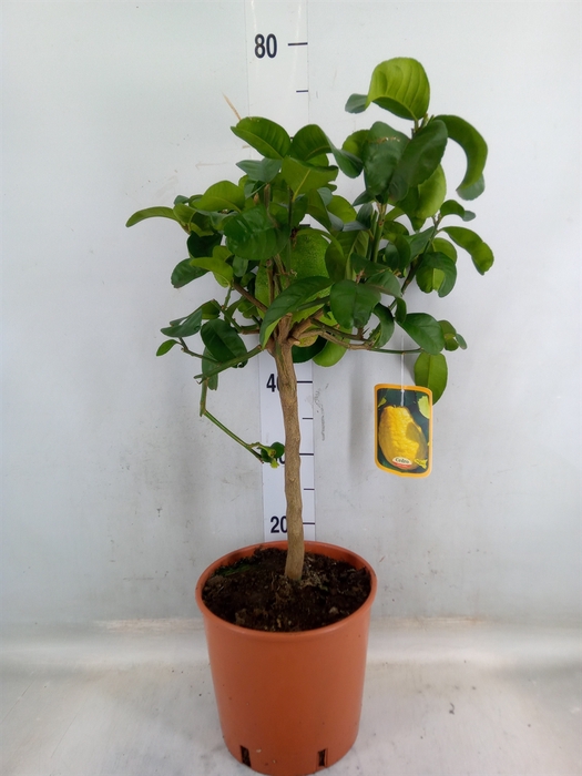<h4>Citrus paradisi</h4>