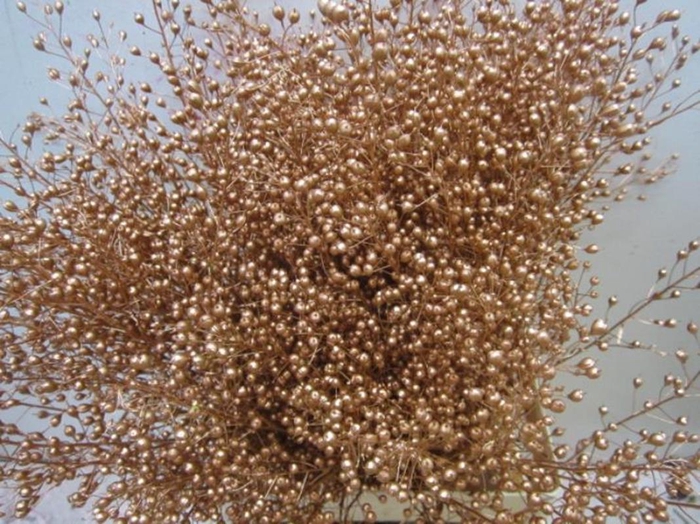 <h4>Lepidium G Atraxxa Koper</h4>