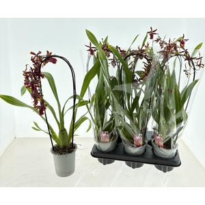 ORCHIDEEEN GEM