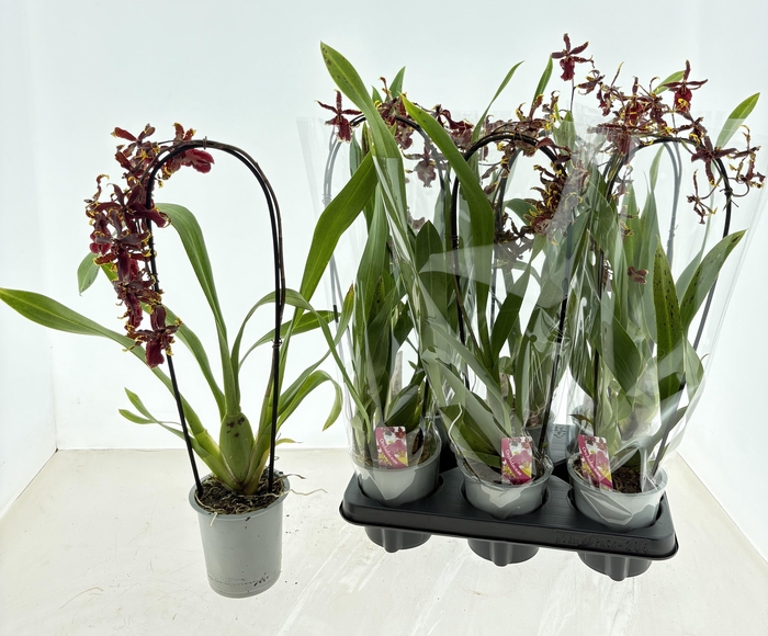 <h4>ORCHIDEEEN GEM</h4>