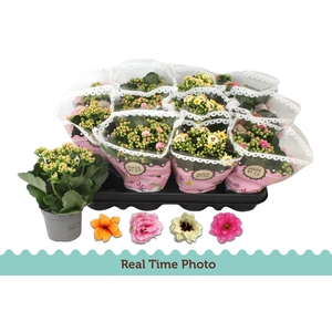 KAL GE GEM TWEEKL BL